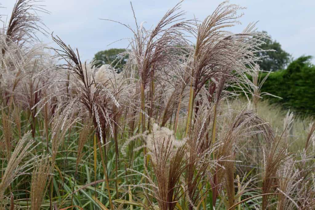 Miscanthus sinensis 'Kleine Silberspinne' ---